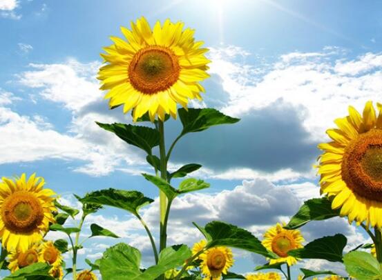 向日葵的花語和寓意，代表著沉默的愛、我的心永遠追隨你