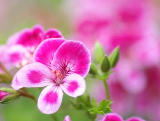 天竺葵的養(yǎng)殖方法，老農(nóng)教你八大基本養(yǎng)殖要點