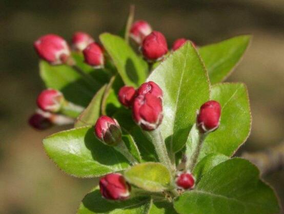 臭海棠花的養(yǎng)殖方法，老農(nóng)總結(jié)簡單實(shí)用七個養(yǎng)殖技巧