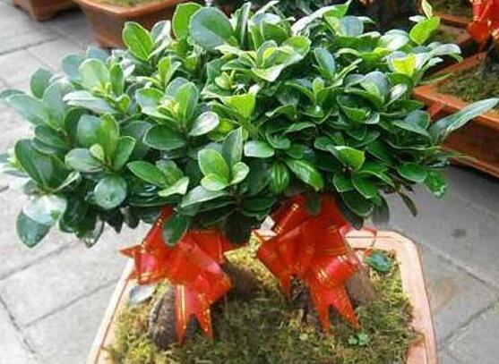 榕樹盆景為什么掉葉，四種原因以及解決辦法