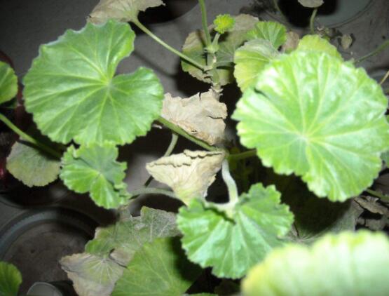 天竺葵葉子黃怎么回事，五種原因以及解決辦法