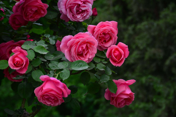 藤本月季和灌木月季的區(qū)別，樹高/花型/葉片等不同