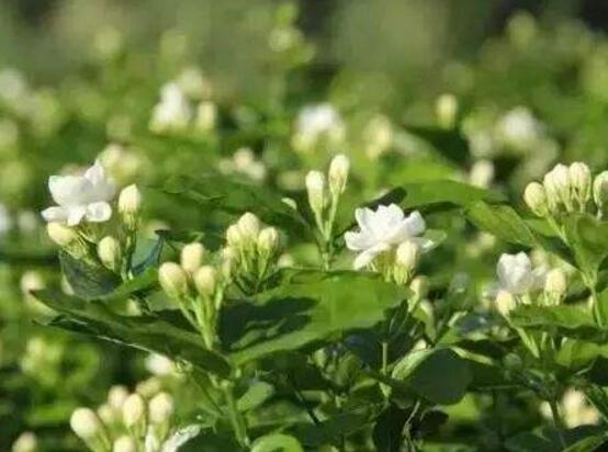 茉莉花施什么肥好，茉莉花施磷鉀肥和有機肥最好