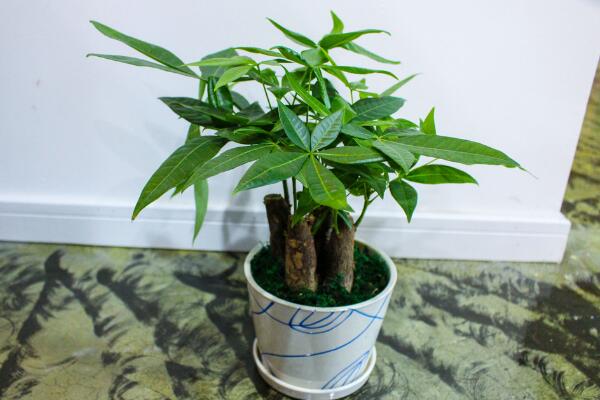 發(fā)財(cái)樹水澆多了怎么辦，適當(dāng)松土并加強(qiáng)通風(fēng)