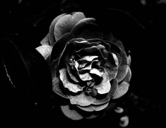 薔薇花的花語大全，細(xì)數(shù)薔薇花九大品種花語