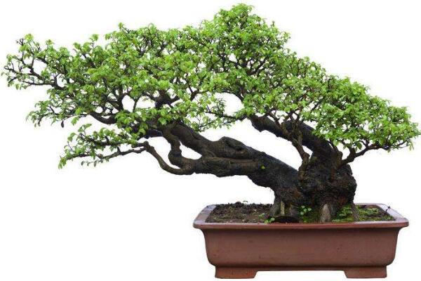 羅漢松種在家里禁忌，忌放在財(cái)位處