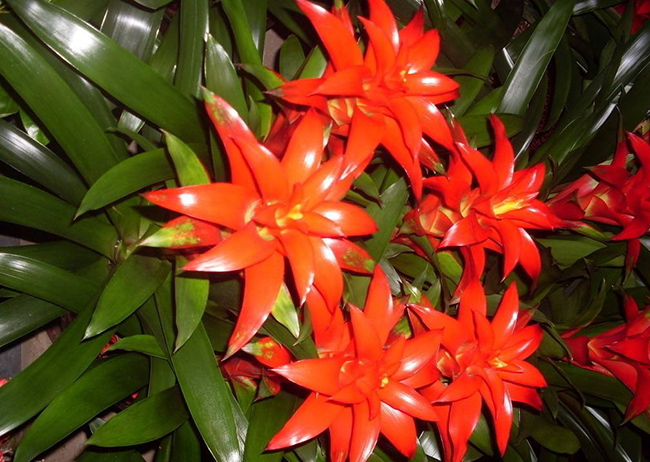 鴻運(yùn)當(dāng)頭種類有哪些，鴻運(yùn)當(dāng)頭常見品種介紹