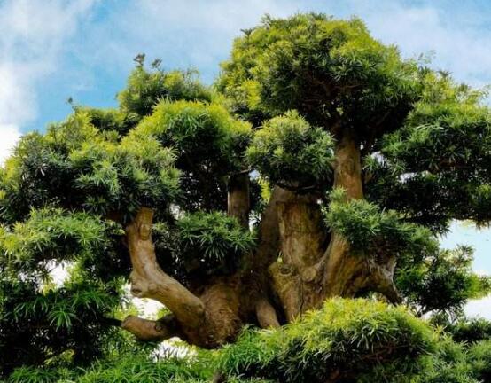 羅漢松怎么施肥，羅漢松施肥方法