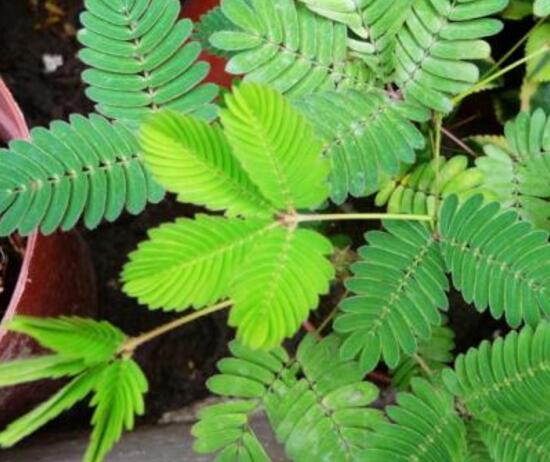 含羞草會(huì)開花嗎，含羞草什么時(shí)候開花