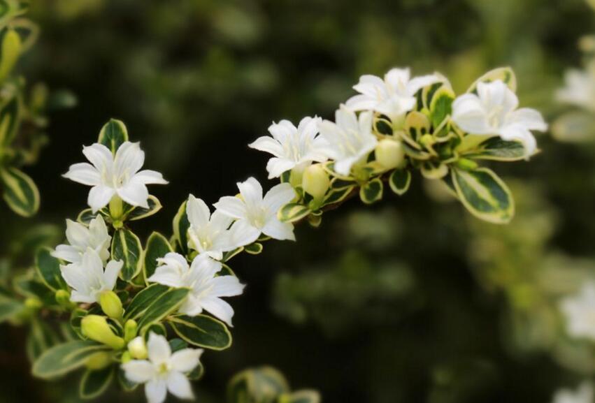 六月雪盆景為啥不吉利，其實(shí)是一種被人誤解的植物