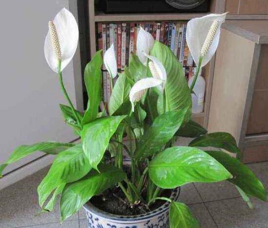 一帆風順的品種有哪些，一帆風順花品種圖片大全