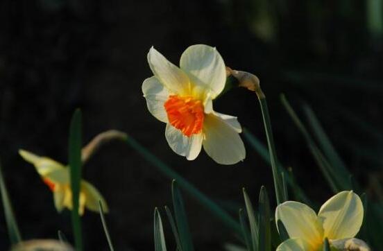 洋水仙有毒嗎（有毒），食用會導致腹痛腹瀉