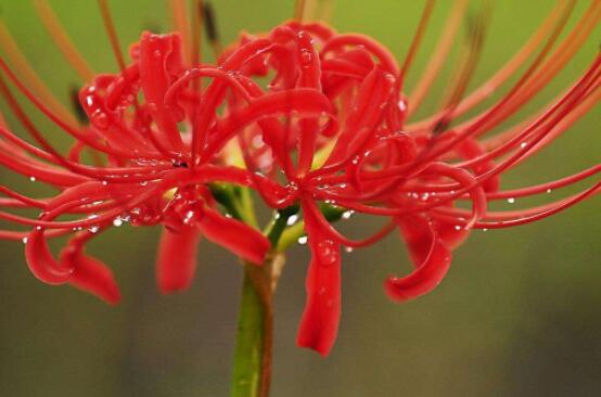 彼岸花的傳說與花語，代表著優(yōu)美的純潔、相互思念