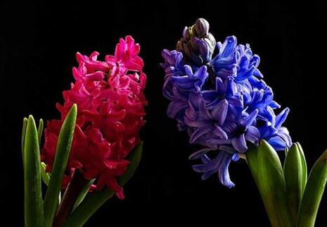 風(fēng)信子花香有毒嗎，有毒沒毒要分清這幾種狀況