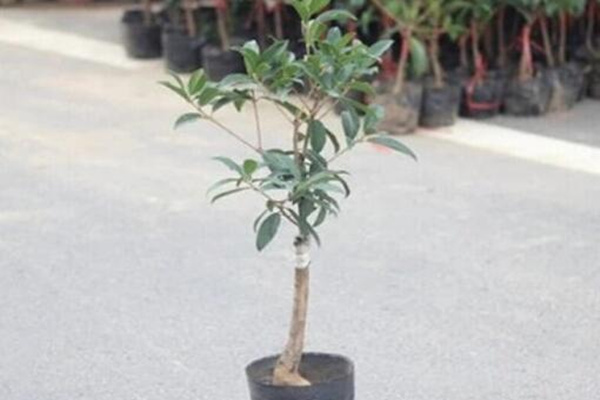 桂花樹幼苗多少錢，桂花樹價格表圖