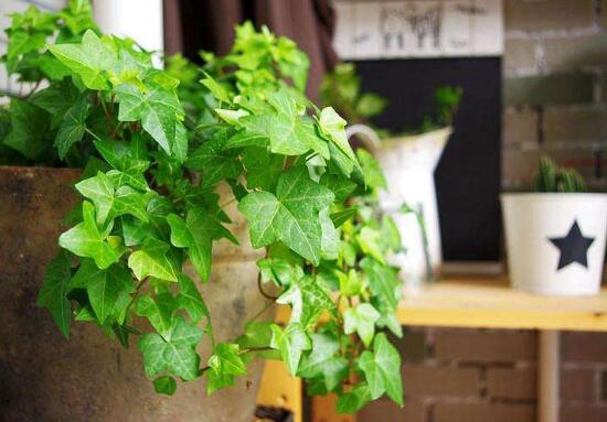 常春藤有哪些品種，常春藤品種圖片大全