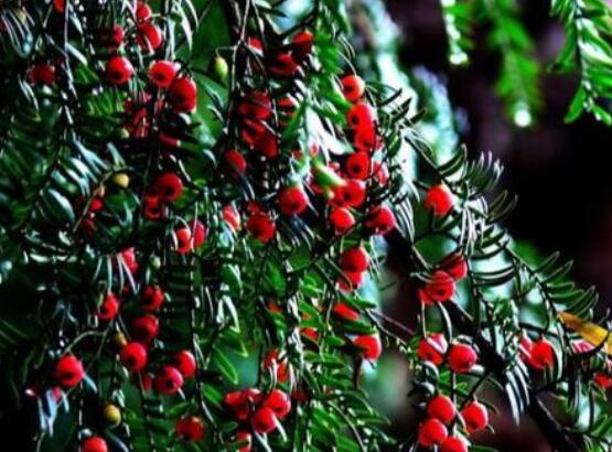 紅豆杉的正確食用方法，盤(pán)點(diǎn)營(yíng)養(yǎng)價(jià)值最高四種方法