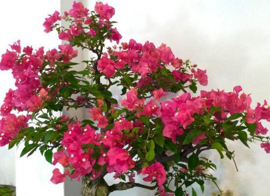 三角梅多久澆一次水，三角梅澆水方法