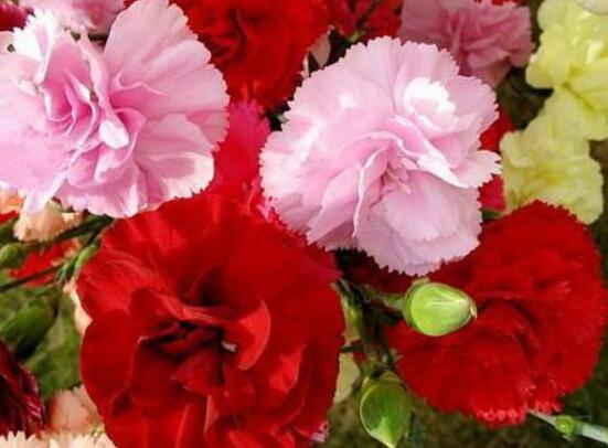 好看的康乃馨的圖片欣賞，祝母親永遠健康長壽、福如東海