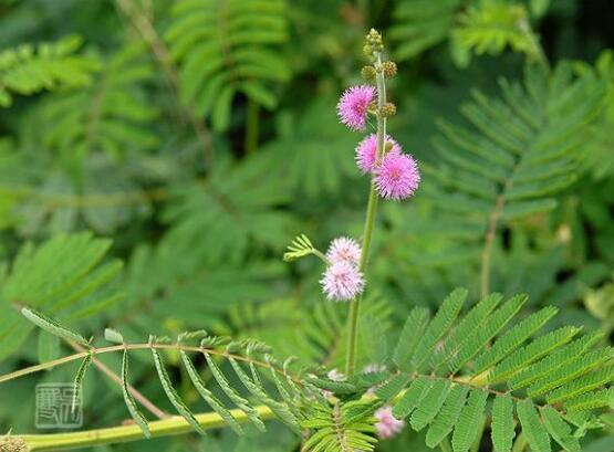含羞草品種，盤點(diǎn)含羞草四大品種