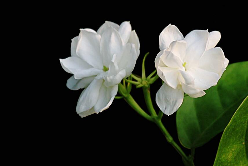 茉莉的花語，地區(qū)和數(shù)量不同代表的寓意也不同