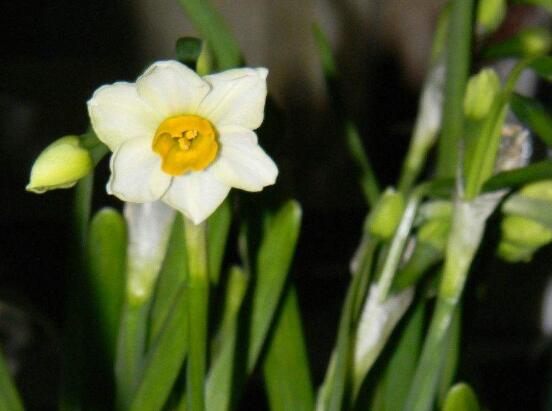 水仙葉子發(fā)黃怎么辦，四種原因以及解決辦法