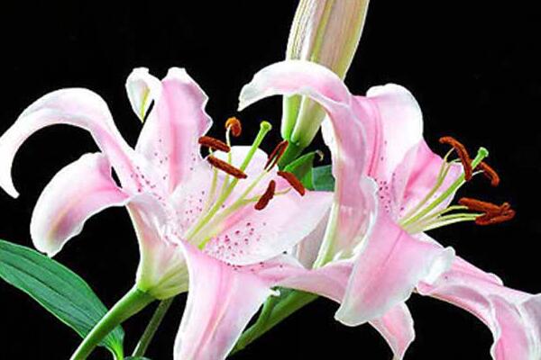 香水百合有毒嗎，花朵無毒但花香有微毒