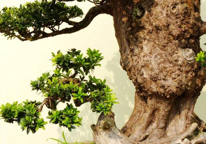 羅漢松最佳修剪時(shí)間，常年都可以進(jìn)行修剪