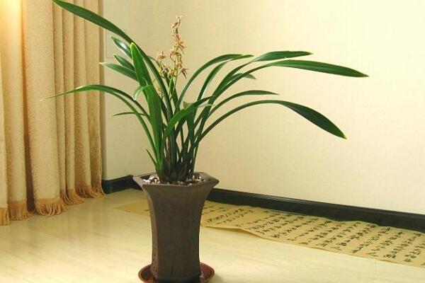 蘭花的品種有哪些，中國(guó)5大蘭花品種