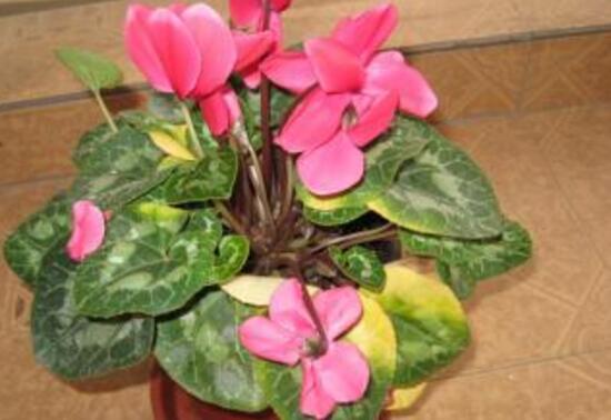 仙客來的風(fēng)水?dāng)[放位置，書房擺放仙客來能帶來好運