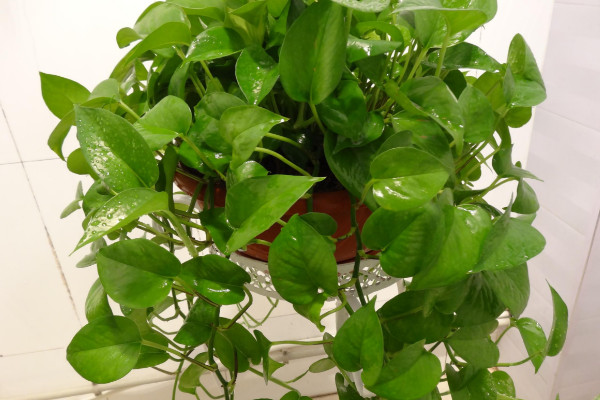 綠蘿的繁殖方法和注意事項(xiàng)，水培或土培扦插