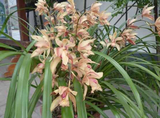 蘭花怎么澆水，盤(pán)點(diǎn)蘭花澆水方法