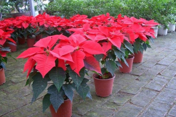 一品紅葉子下垂怎么辦，4種方法解決葉子下垂問(wèn)題