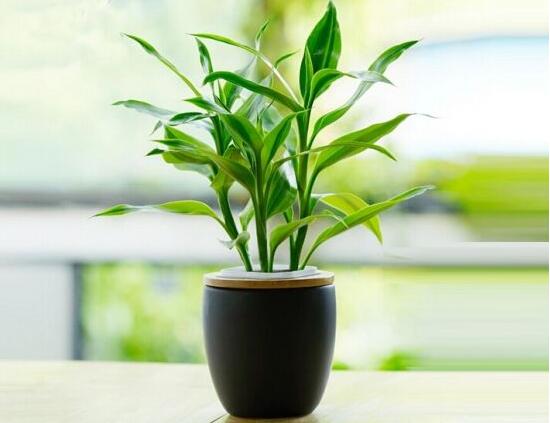 富貴竹怎么養(yǎng)才能更旺盛，富貴竹的養(yǎng)殖方法