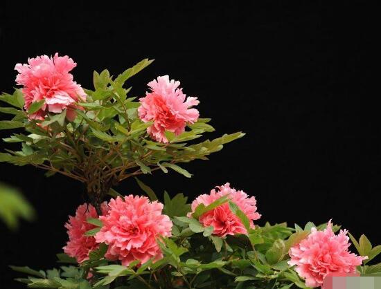 牡丹花怎么修剪，牡丹花修剪方法