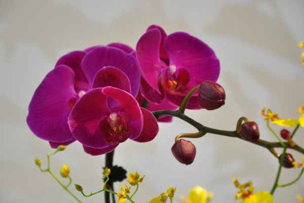 表達(dá)愛(ài)意的花有哪些，玫瑰/康乃馨/百合花/蝴蝶蘭等