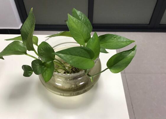 綠蘿有毒嗎，有毒千萬(wàn)別當(dāng)菜吃