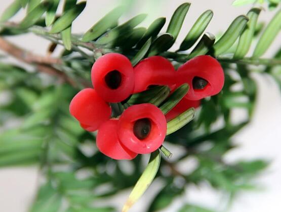 紅豆杉怎么澆水，紅豆杉澆水方法