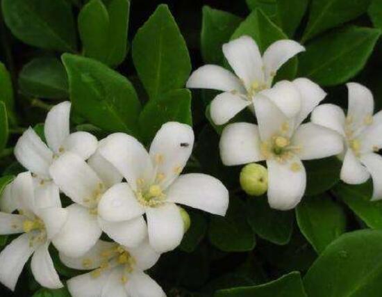 九里香盆景修剪，老農(nóng)總結(jié)四大基本步驟(摘心/摘芽/修枝/摘葉)