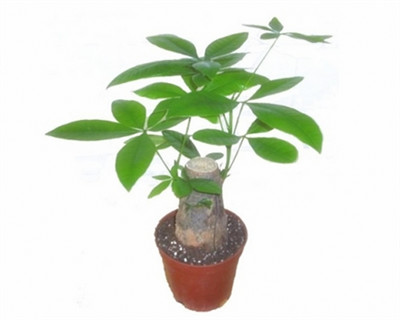 發(fā)財樹嫁接繁殖方法