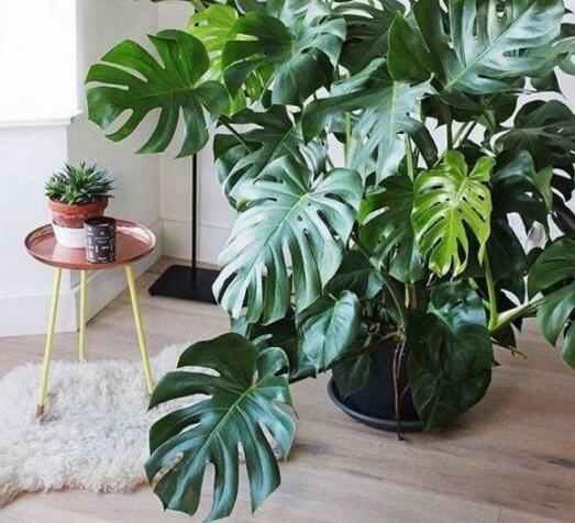 龜背竹放客廳風(fēng)水好嗎，對事業(yè)有助/對愛情有削弱的作用