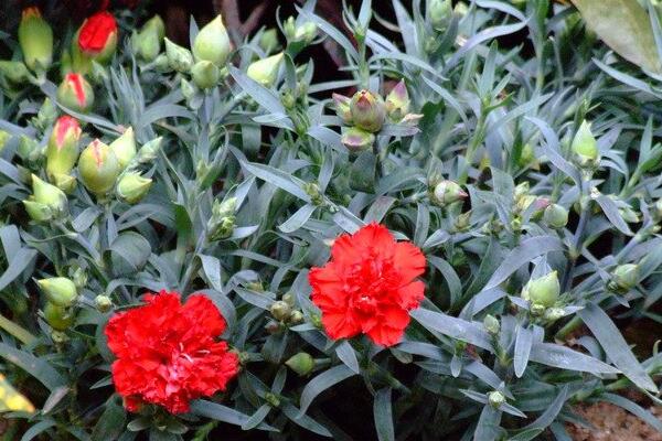 康乃馨花謝后怎么處理，修剪以及補充營養(yǎng)