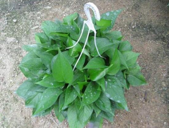 綠蘿吊蘭怎么修剪，綠蘿吊蘭的修剪方法