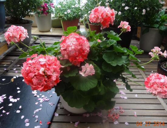 天竺葵施什么肥好，天竺葵怎么施肥