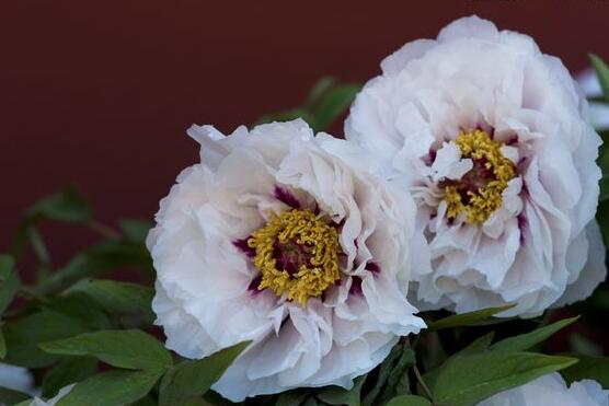 牡丹花怎么澆水，牡丹花澆水方法