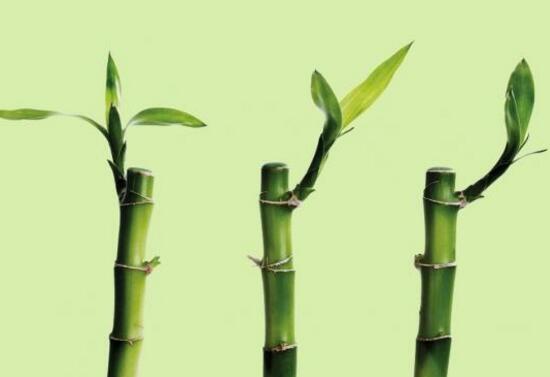 富貴竹怎么繁殖，富貴竹繁殖方法圖解