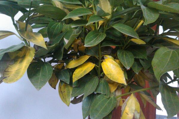 平安樹葉子發(fā)黃掉落，找到原因及時(shí)處理