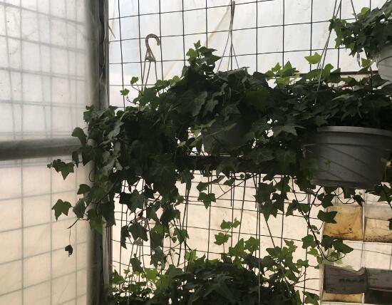 常春藤有什么風(fēng)水作用，常春藤的功效與作用