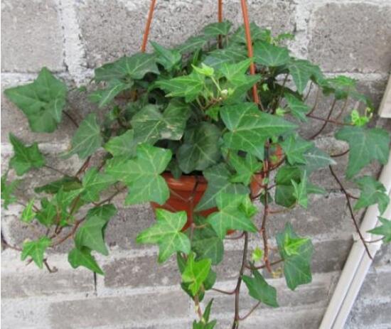 常春藤怎么施肥，常春藤施什么肥好