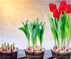 水培郁金香應(yīng)該注意哪些問題